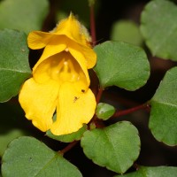 Impatiens repens Moon ex Wight